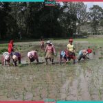 Farmers busy in paddy plantation (Photo Feature)