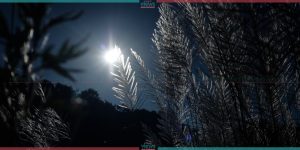 Kans welcoming Autumn (Photo Feature)