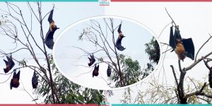 Ranipokhari-Habitat of Bats (Photo Feature)