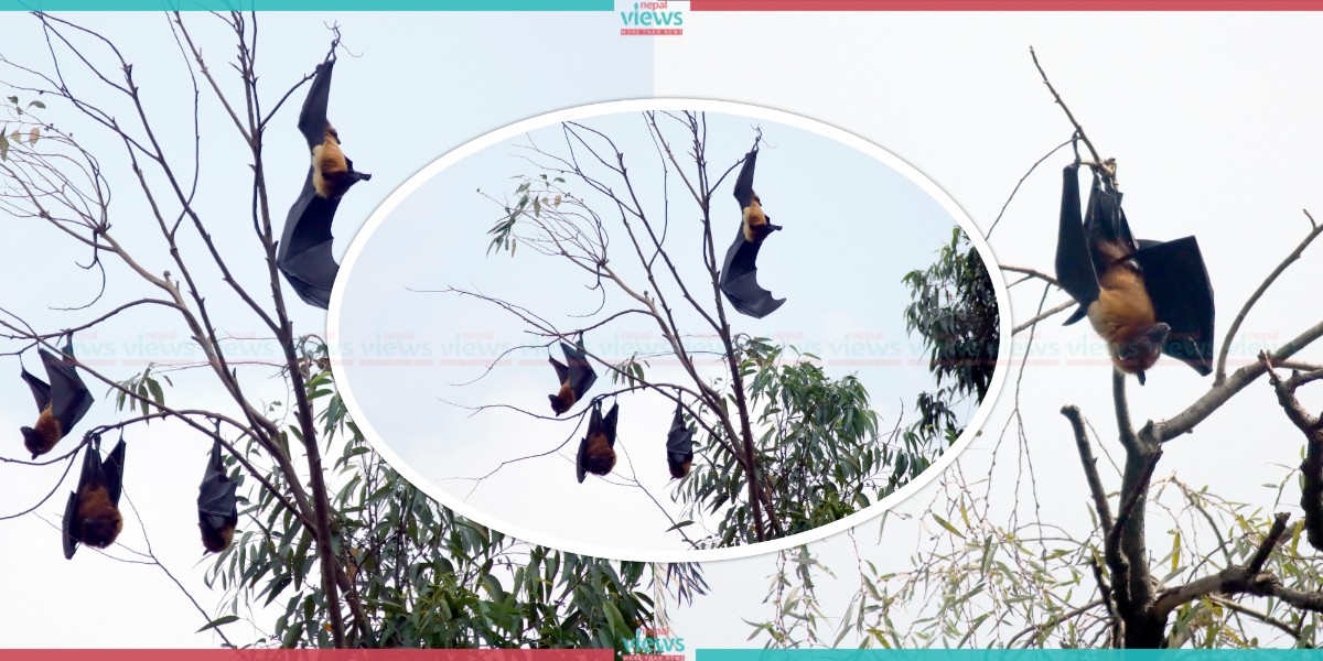 Ranipokhari-Habitat of Bats (Photo Feature)