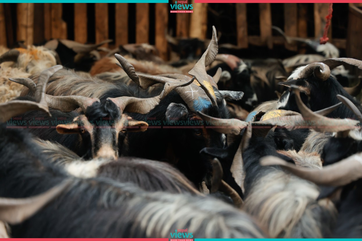 Mustang’s Cashmere goats ‘Chyangra’ in Kathmandu for Dashain (Photo Feature)