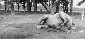 Elephant found dead in Shuklaphanta
