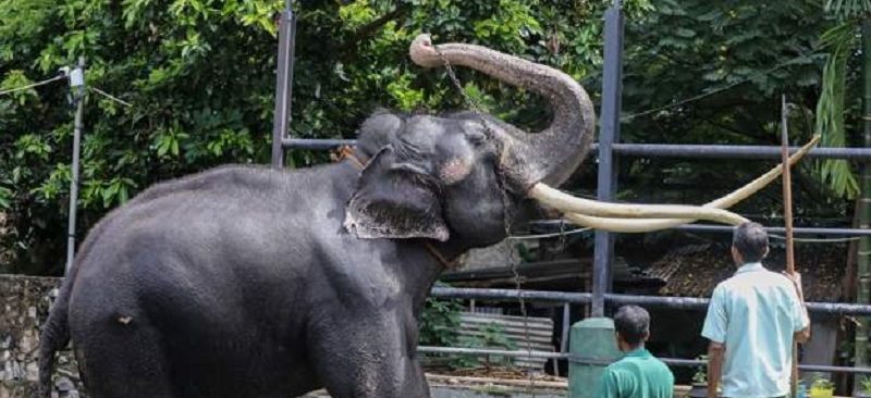Nepal to gift pair of elephants to Qatar