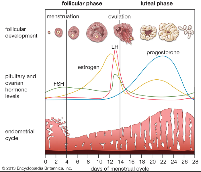 Menstrual-Cycle