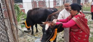 President Paudel performs Gai Puja