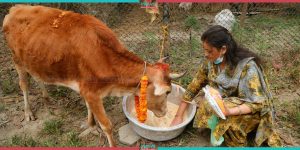 People celebrate Gai Tihar by worshiping Cow (Photo Feature)