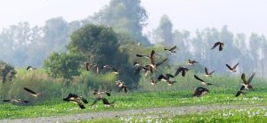 Migratory birds arrive in Chitwan from China, Russia and other nations