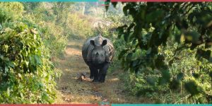 Safari at Kumroj Forest ( Photo Feature)