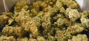 130 kg cannabis seized after car carrying it met with an accident