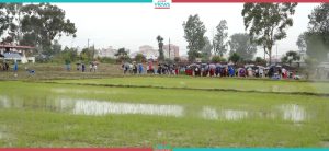 Paddy production increases in Mahottari