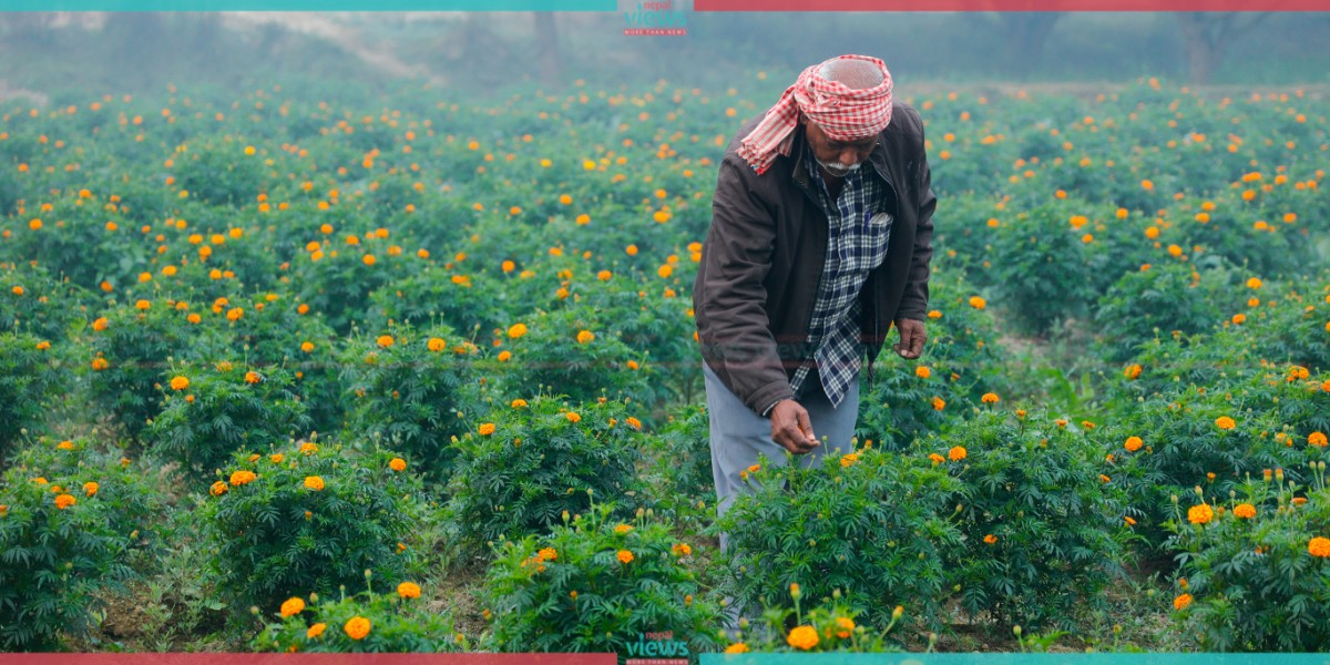 Ramprajat Sah’s Marigold farm (Photo Feature)