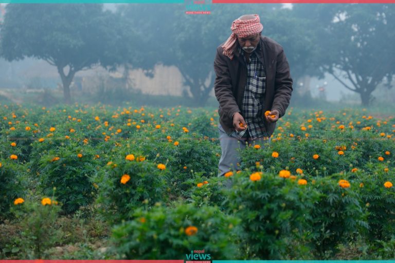 Marigold