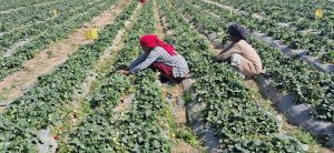 Commercial strawberry farming gaining ground in Dang