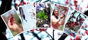 Blooming “Cherry” in Kathmandu (Photo Feature)