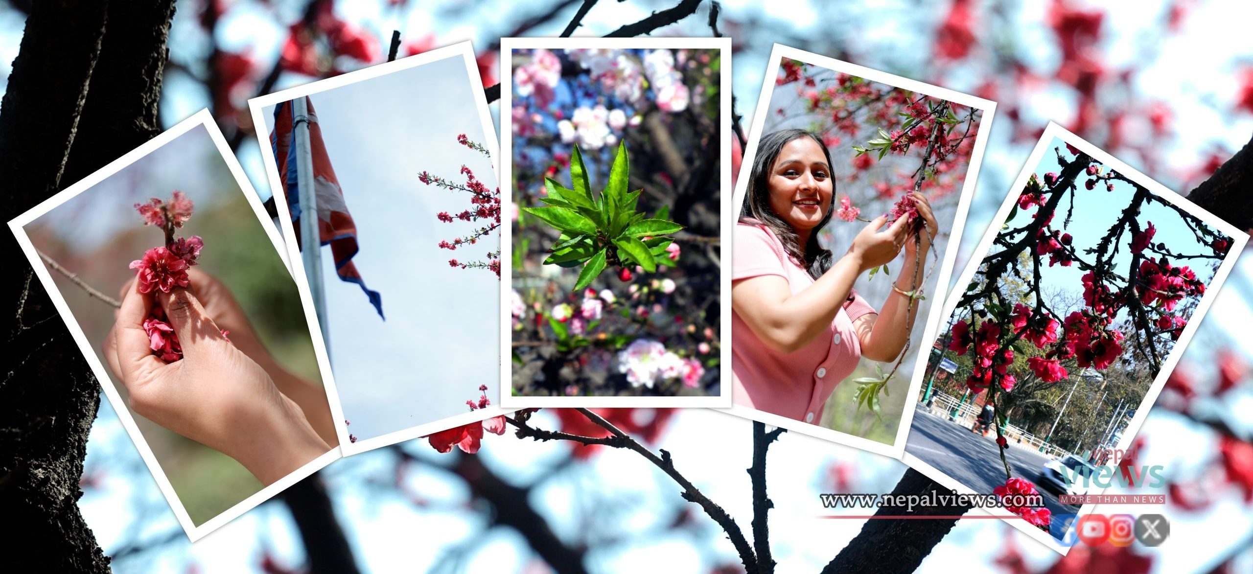 Blooming “Cherry” in Kathmandu (Photo Feature)
