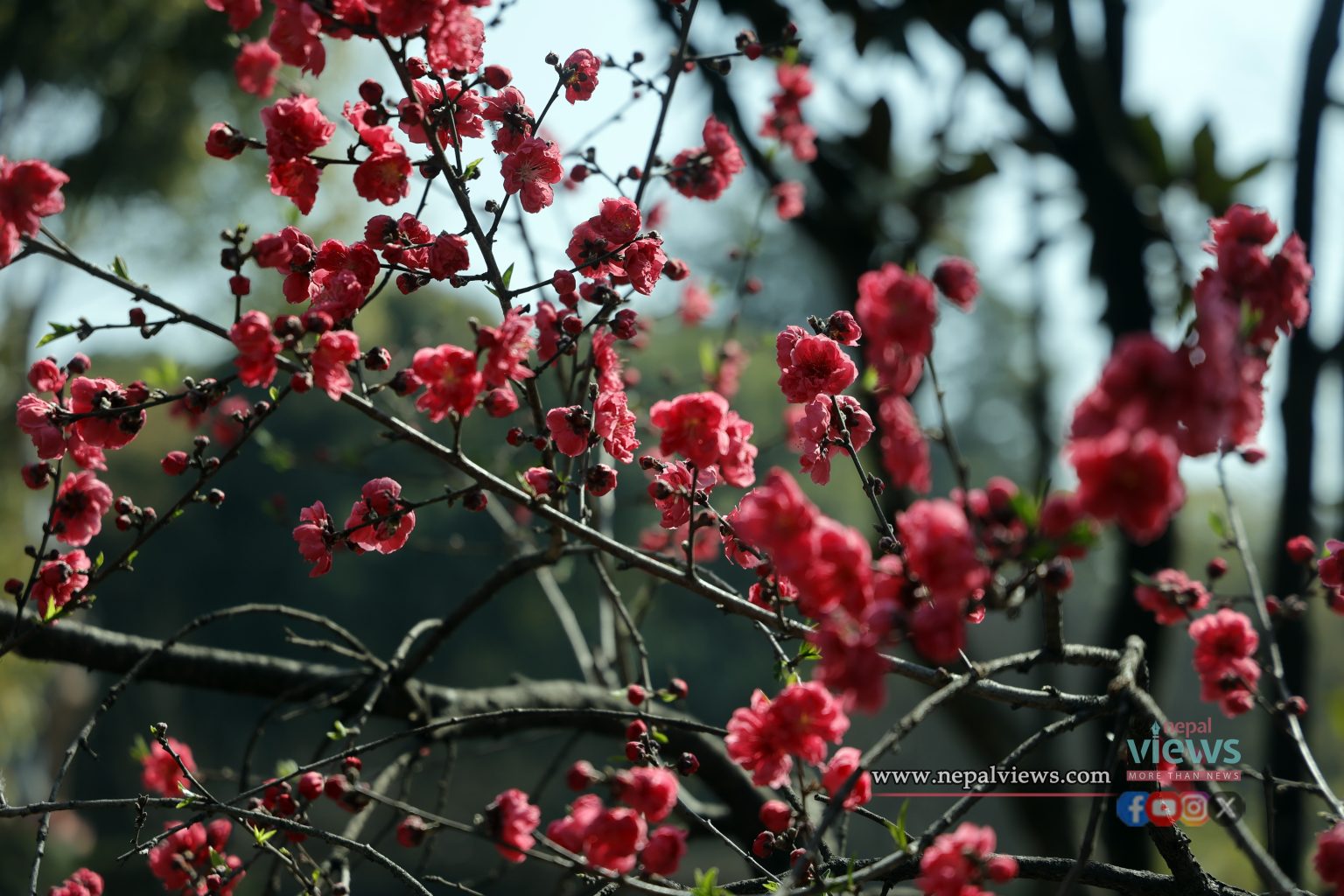 Cherry