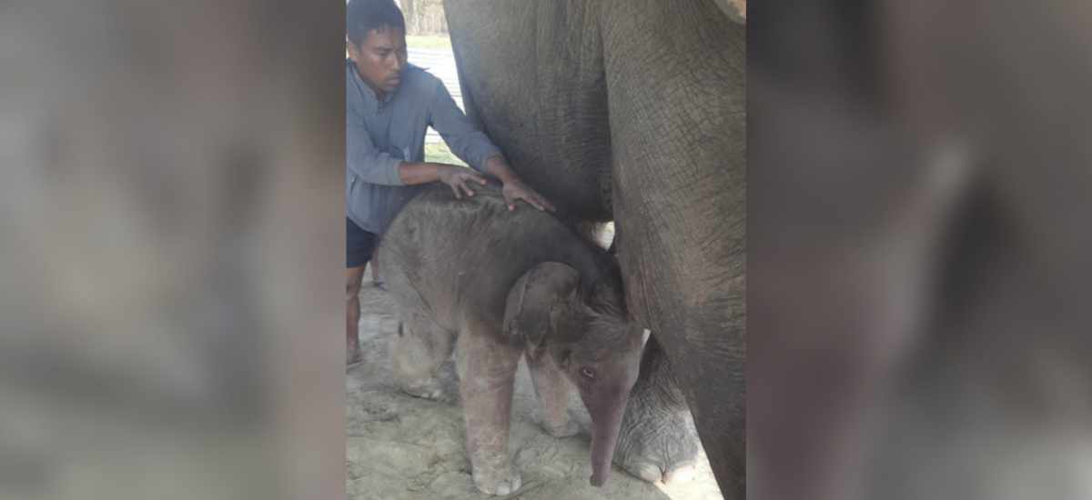 Elephant Breeding Centre welcomes new calf
