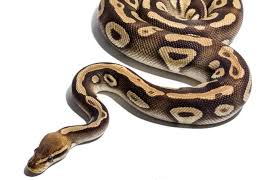Wetland conservation boosting python population in Kanchanpur