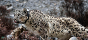 Monitoring of rare snow leopard begins in upper Mustang