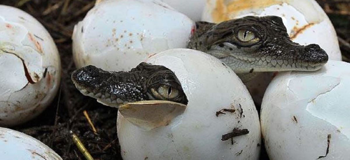 232 crocodile eggs collected for breeding centre in Chitwan