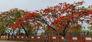 Gulmohar Tree adds color to Birendranagar (Photos)