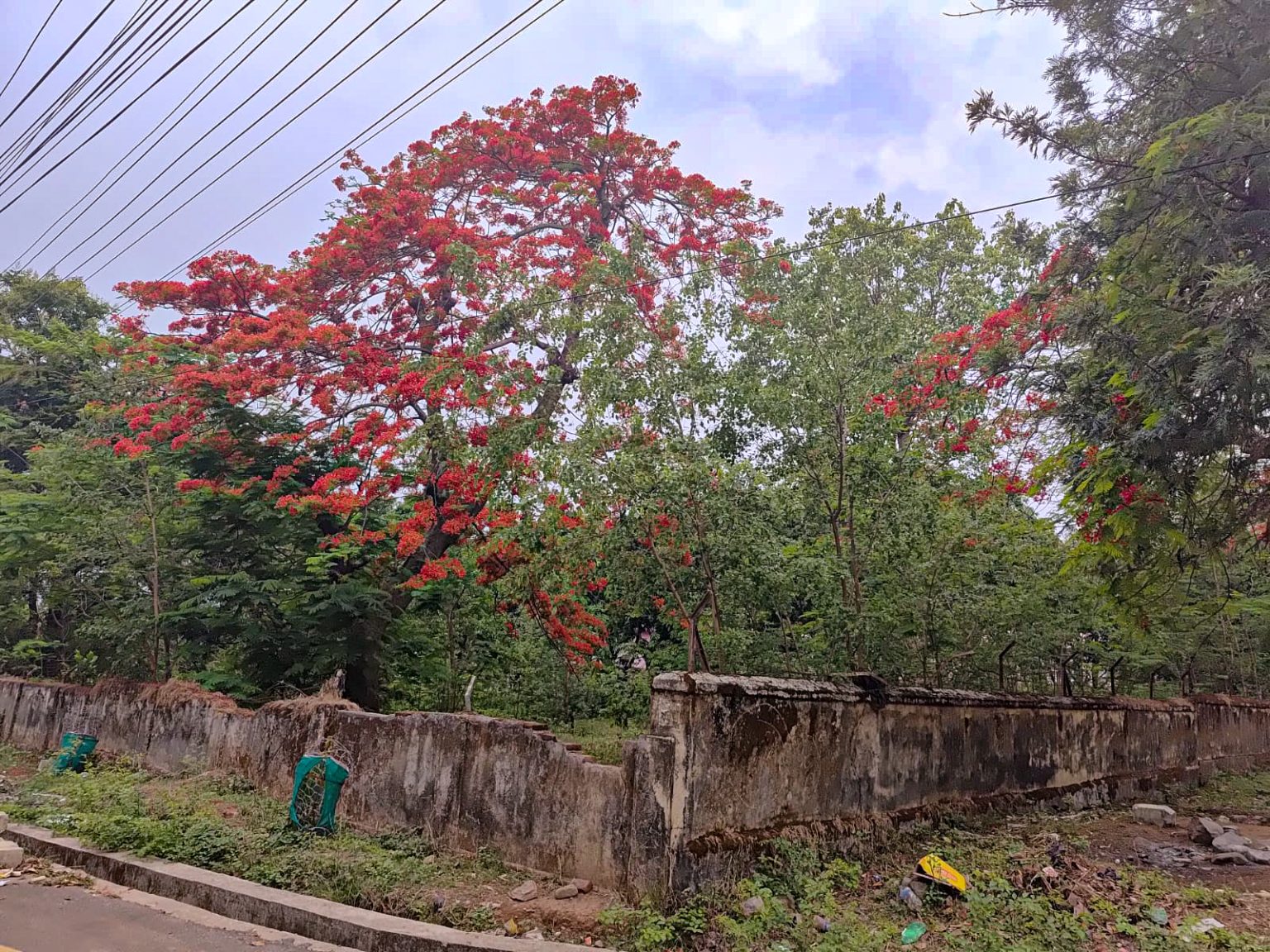 Gulmohar