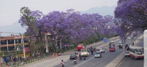 Blooming jacaranda trees adorn Ring Road in Lalitpur