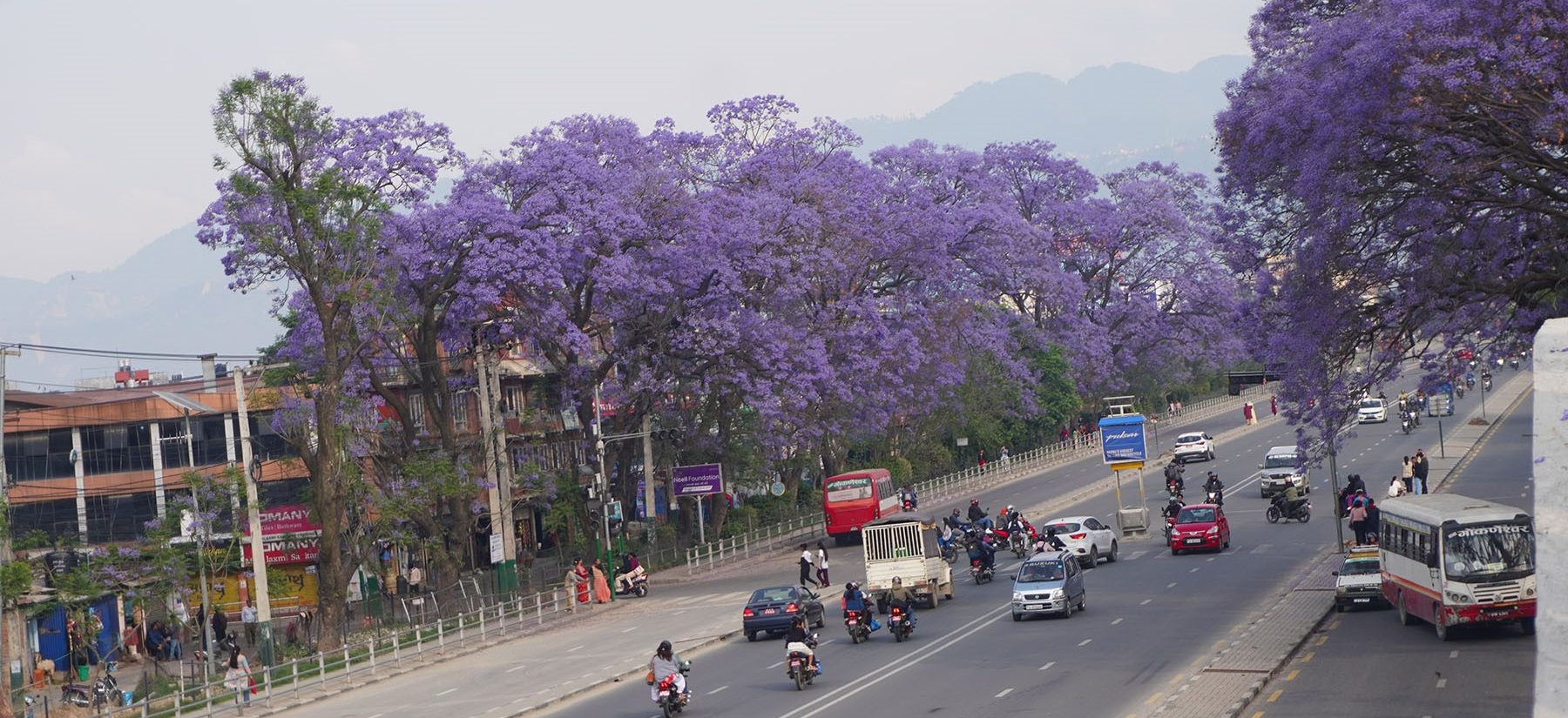 Blooming jacaranda trees adorn Ring Road in Lalitpur