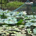 Gunde Lake of Pokhara under threat amid conservation neglect (Photos)