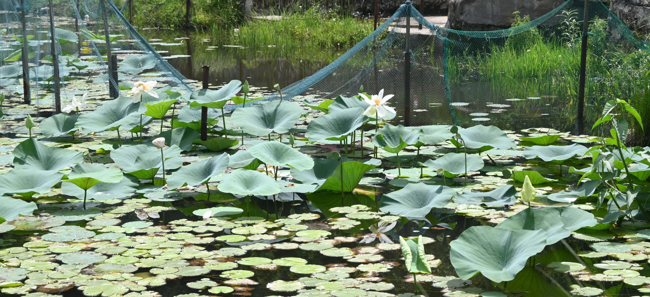 Gunde Lake of Pokhara under threat amid conservation neglect (Photos)