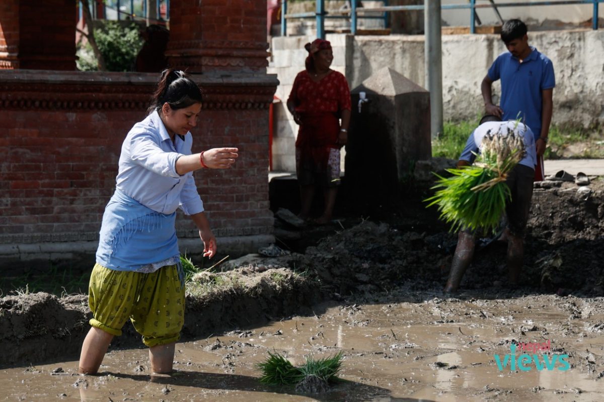 paddy plantation