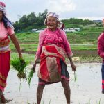 Bungamati and Khokana keep paddy plantation tradition alive amid Urban Sprawl (Photos)