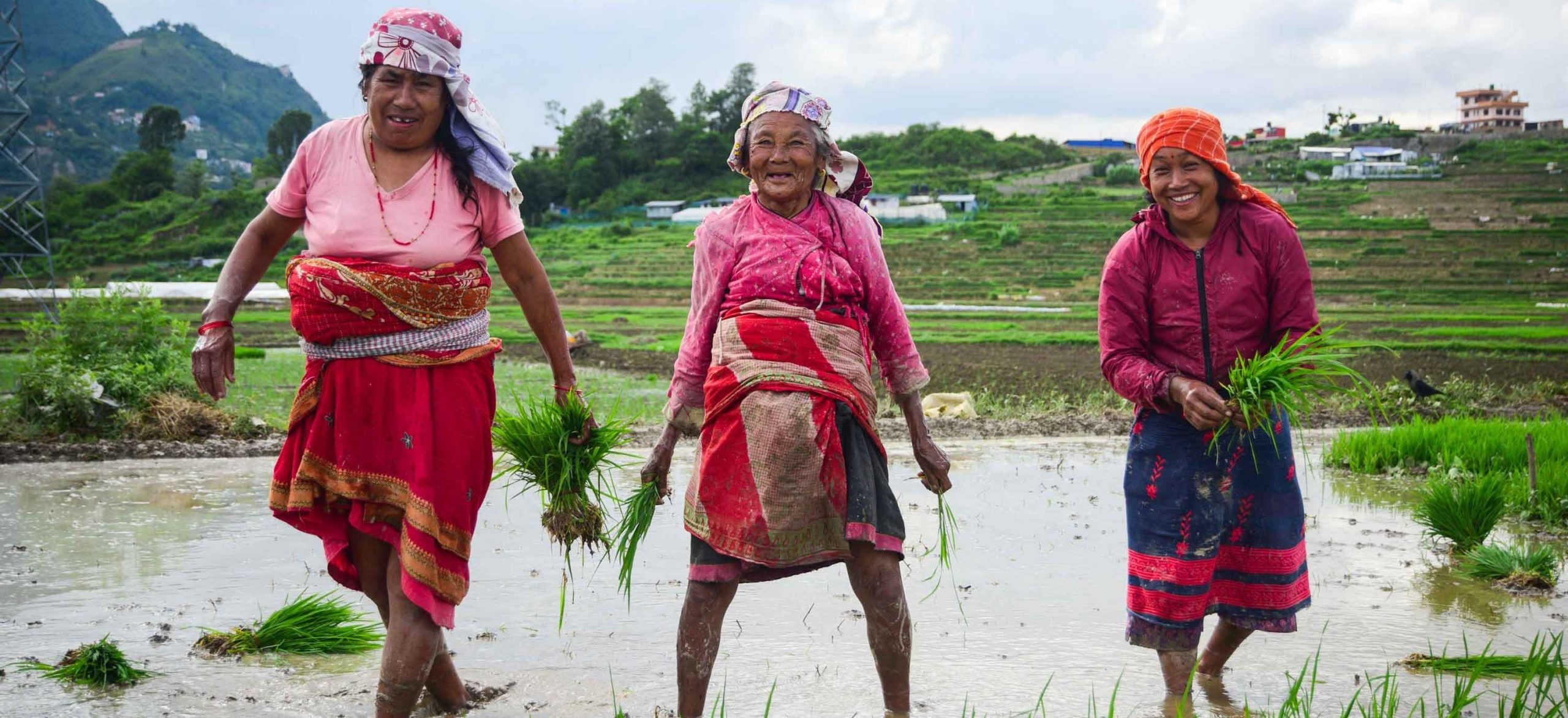 Bungamati and Khokana keep paddy plantation tradition alive amid Urban Sprawl (Photos)