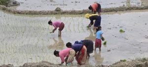 Paddy plantation in Sindhuli (Photos)