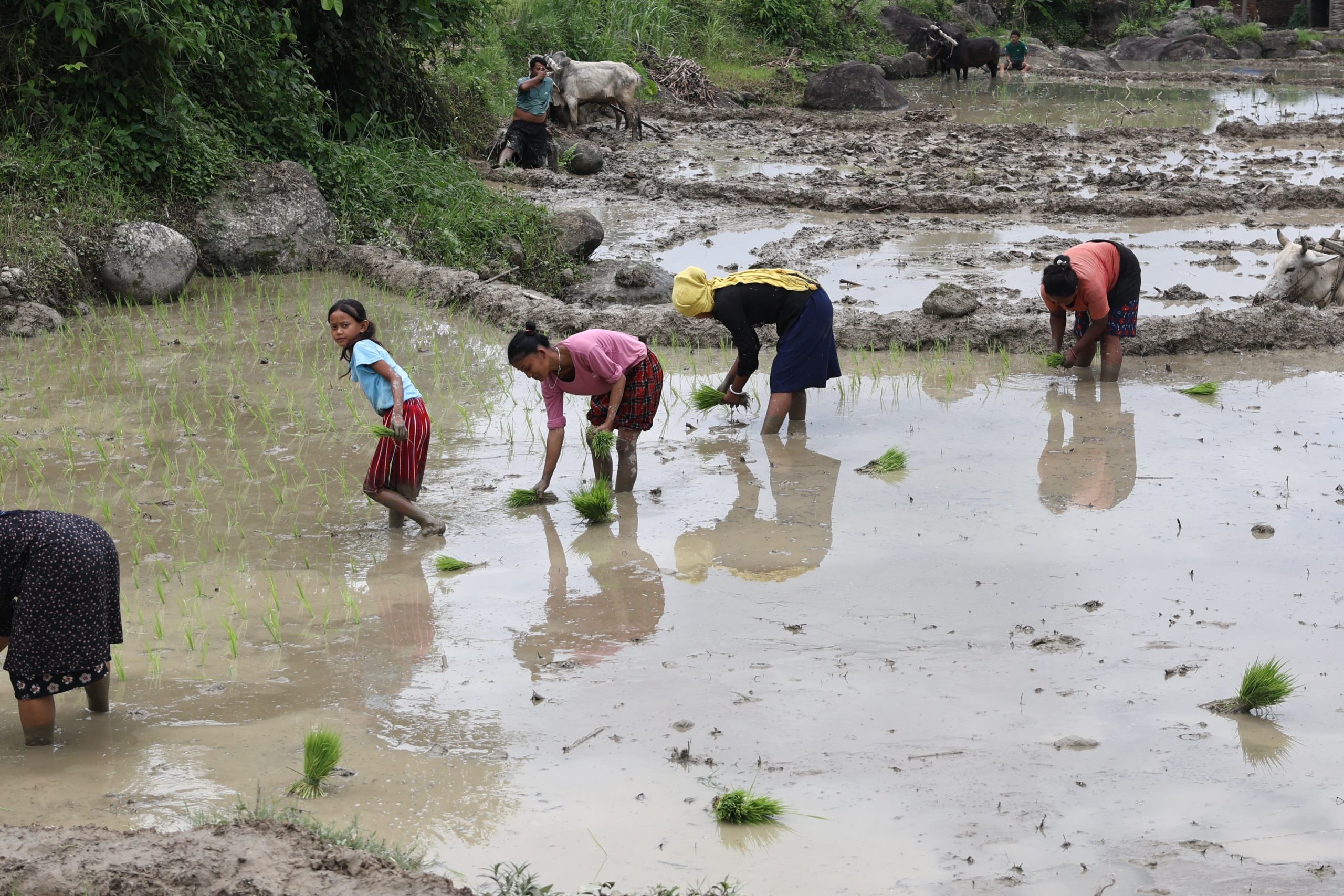 paddy plantation