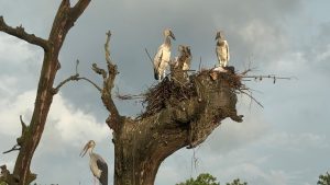 Migratory birds start hatching