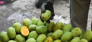 Carbide ripen mangoes in market (Photos)