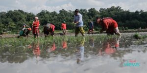 Paddy plantation kicks off in Gokarneshwor (Photo Feature)