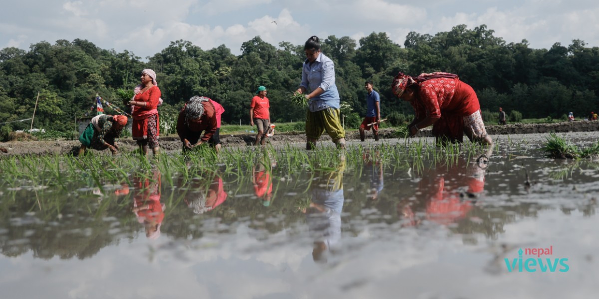 Paddy plantation kicks off in Gokarneshwor (Photo Feature)