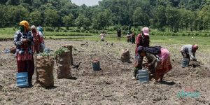 Farmers busy harvesting potatoes in Uttarbahini (Photo Feature)
