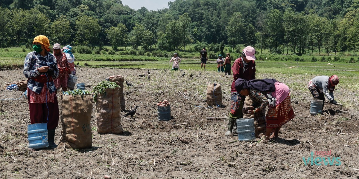 Farmers busy harvesting potatoes in Uttarbahini (Photo Feature)