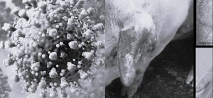 African swine flu and lumpy skin confirmed in Mechinagar
